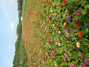 Field of pick-your-own zinnias in Bucks County