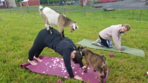 Woman in downward dog at goat yoga Bucks county