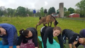 Curious goat climbing on yogis in Bucks County PA