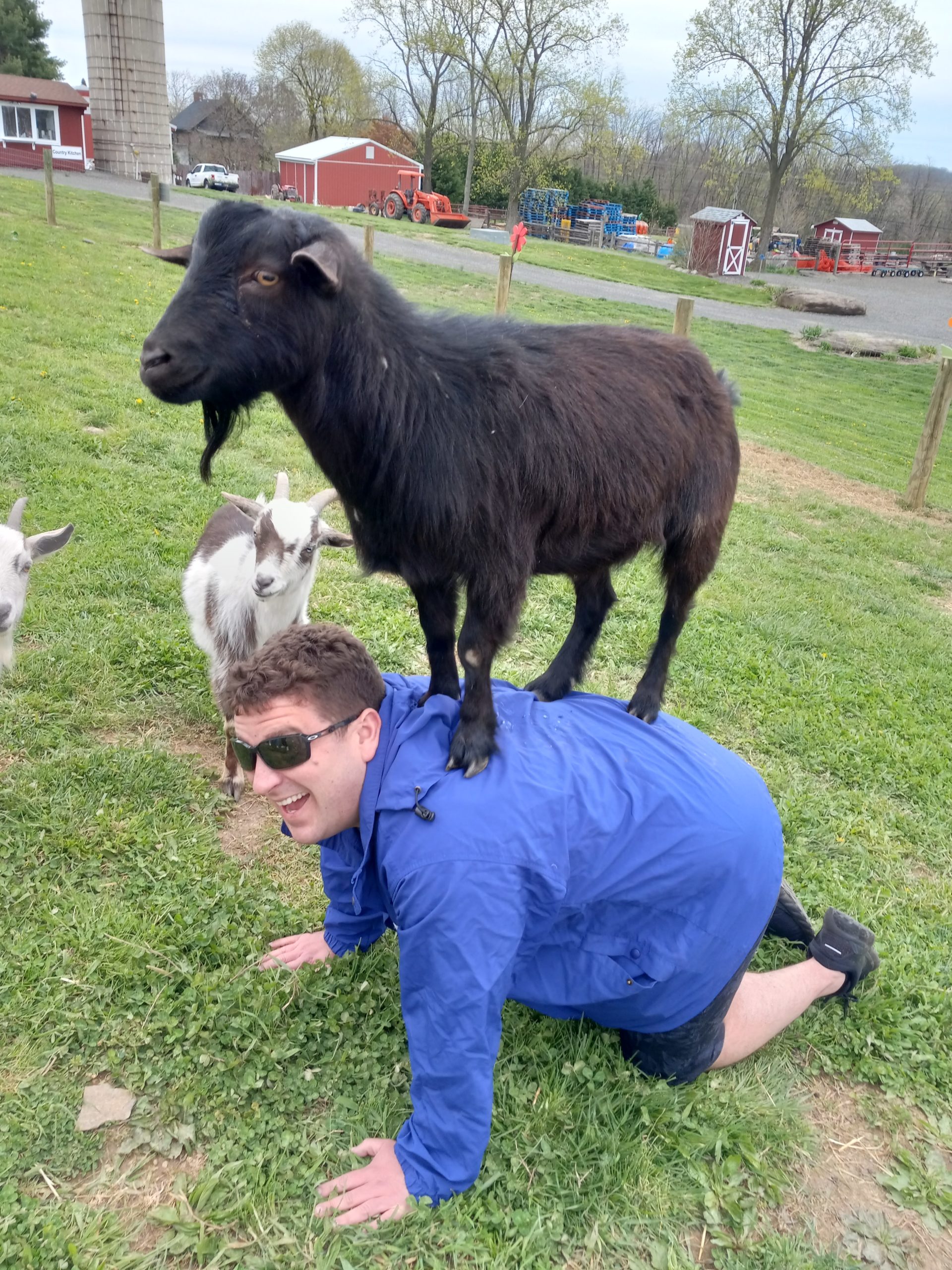 Goat on yogi's back