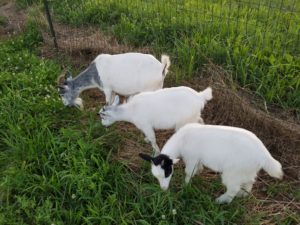 Goats gazing on Doylestown farm