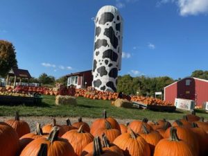 Pumpkins and cow silo in Bucks County