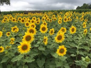 Instagram worthy sunflower fields in PA