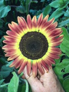 Red tipped sunflower