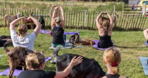 A group of people in Doylestown, PA enjoying the benefits of goat yoga.