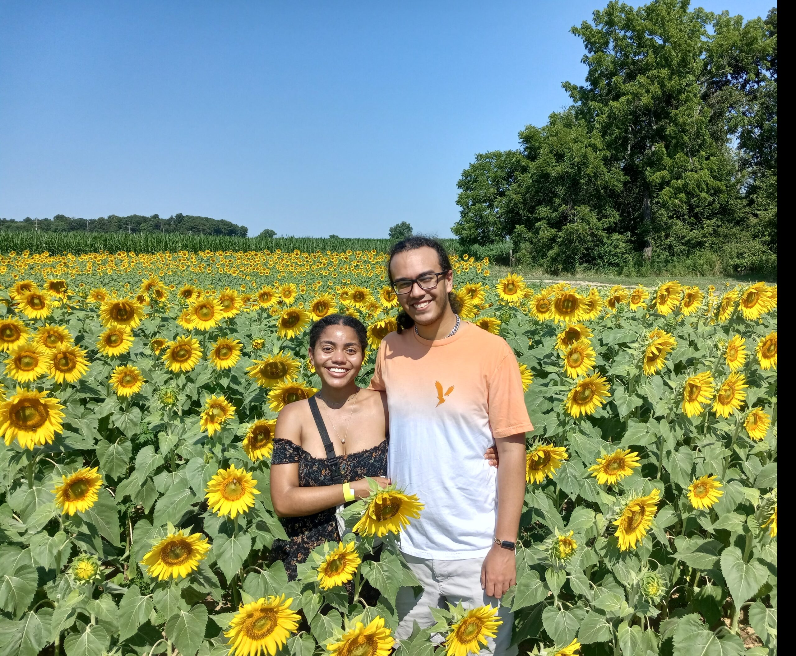 Sunflower Fields in PA Sunflower Days Hellerick's Family Farm