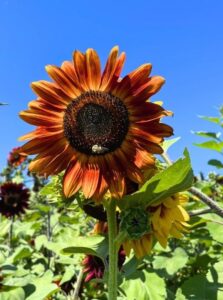 Orange sunflower field in Doylestown PA
