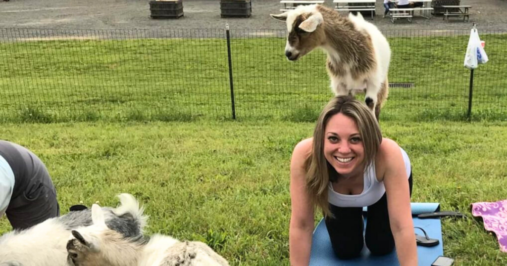 A goat standing on top of a woman who is enjoying goat yoga in Doylestown, PA.